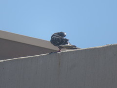 Columba livia domestica