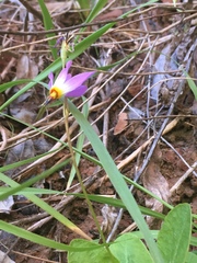 Primula pauciflora zionensis