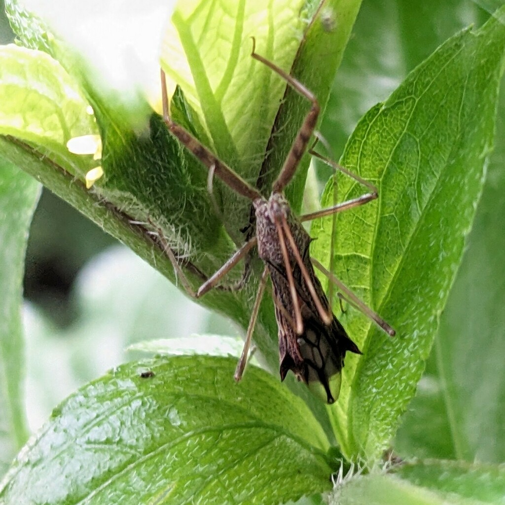 Hari Insect Harpactorini from BTM Layout, Bengaluru, Karnataka, India on August 3 ...