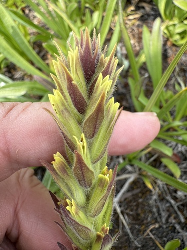 Image of Castilleja cryptantha by no rights reserved