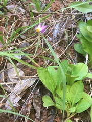 Primula pauciflora zionensis