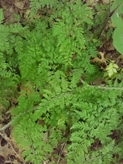 Cystopteris tenuis