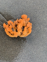 Clathria