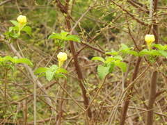 Tabernaemontana tomentosa