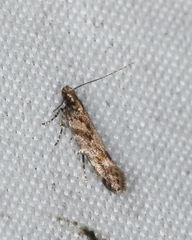 Aristotelia rubidella