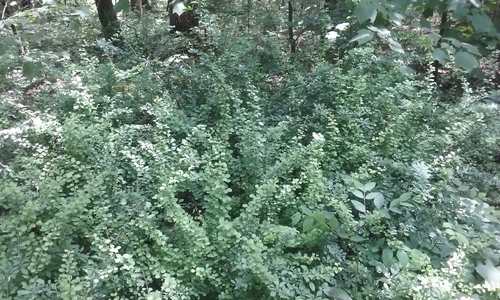 Rothrock Hikiing