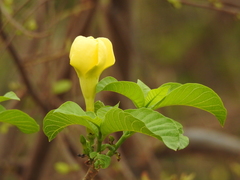 Tabernaemontana tomentosa