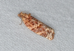 Argyrotaenia tabulana