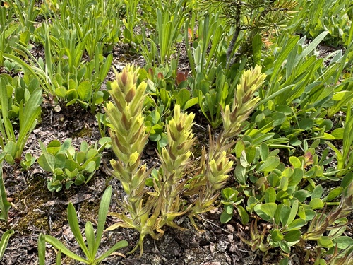 Image of Castilleja cryptantha by no rights reserved