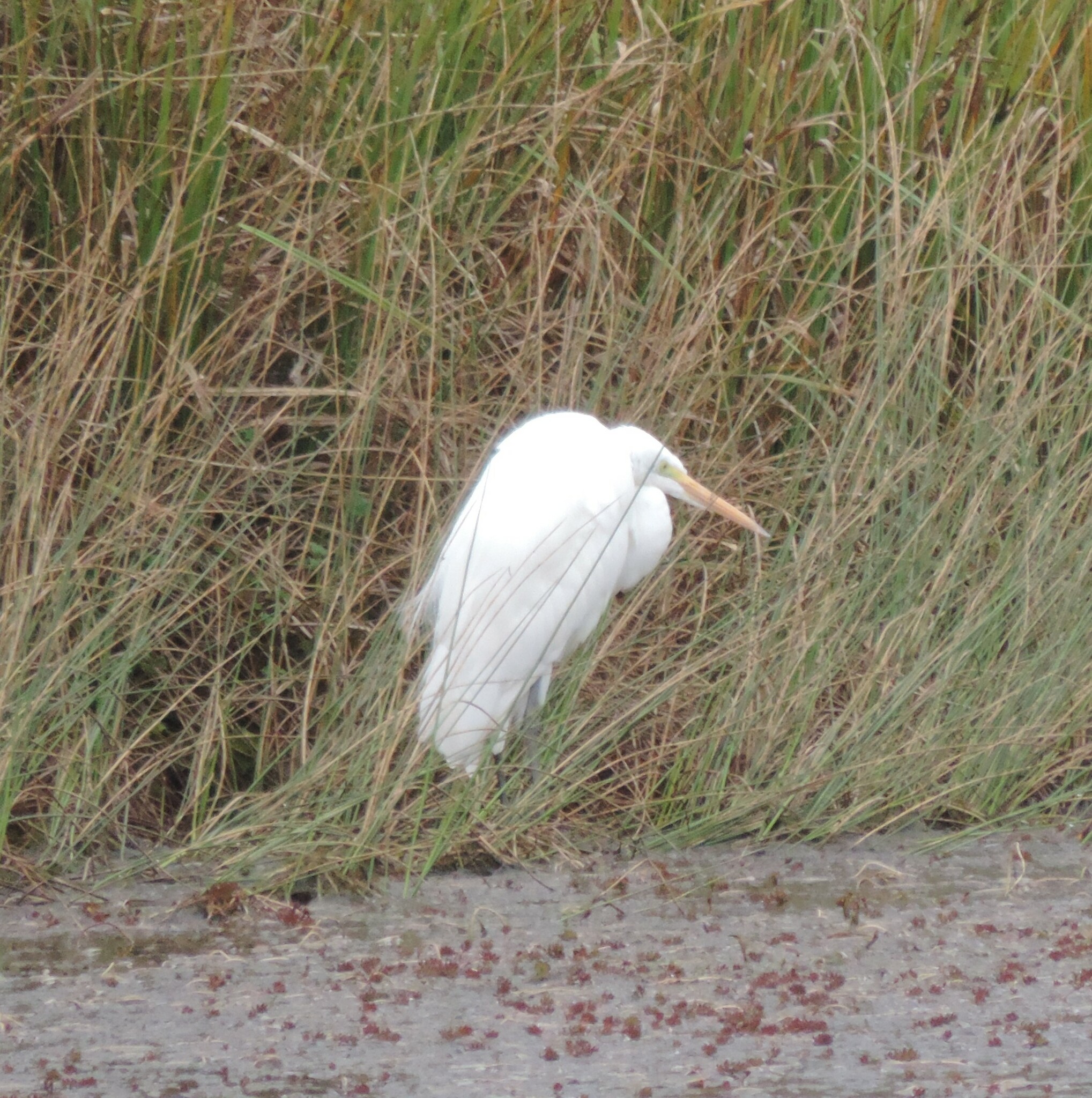 Ardea alba image