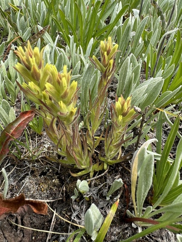 Image of Castilleja cryptantha by no rights reserved