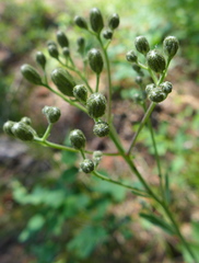 Hieracium scouleri