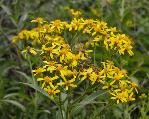 Image of Senecio sarracenicus by (c) Fyodor Pudovikov, some rights reserved (CC BY)
