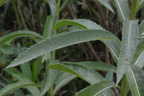 Image of Senecio sarracenicus by (c) Fyodor Pudovikov, some rights reserved (CC BY)