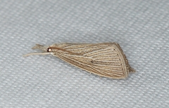 Eoreuma densellus