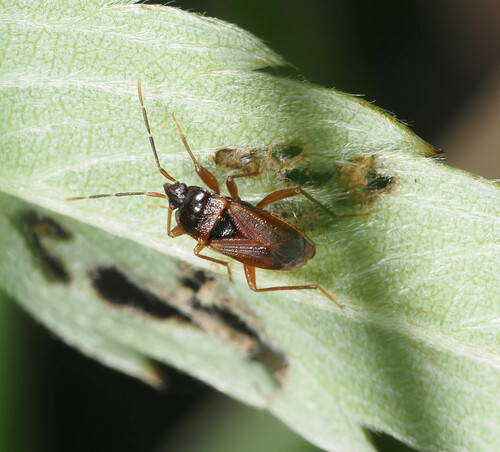 Lamproplax picea