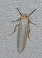 Crambidia xanthocorpa