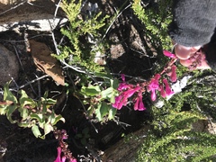 Penstemon clevelandii clevelandii