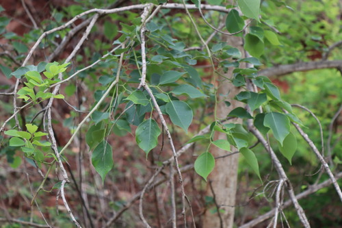 Image of Dalbergia sissoo by (c) Vikas D Prasad, some rights reserved (CC BY-SA)