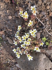 Saxifraga cespitosa