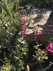 Penstemon clevelandii clevelandii