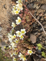 Saxifraga cespitosa