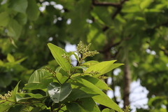 (c) Vikas D Prasad, some rights reserved (CC BY-SA) Terminalia paniculata, photograph (c) Vikas D Prasad, some rights reserved (CC BY-SA)