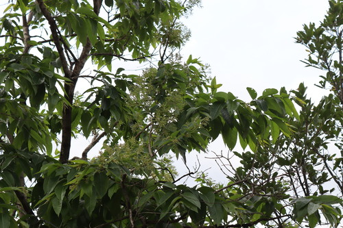 Terminalia paniculata, photograph 4