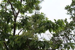 (c) Vikas D Prasad, some rights reserved (CC BY-SA) Terminalia paniculata, photograph (c) Vikas D Prasad, some rights reserved (CC BY-SA)