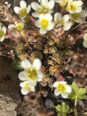 Saxifraga cespitosa