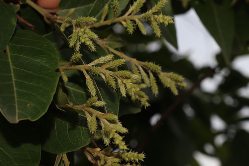 Terminalia paniculata, photograph 5