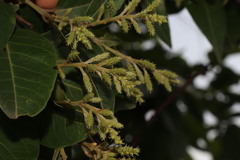 (c) Vikas D Prasad, some rights reserved (CC BY-SA) Terminalia paniculata, photograph (c) Vikas D Prasad, some rights reserved (CC BY-SA)