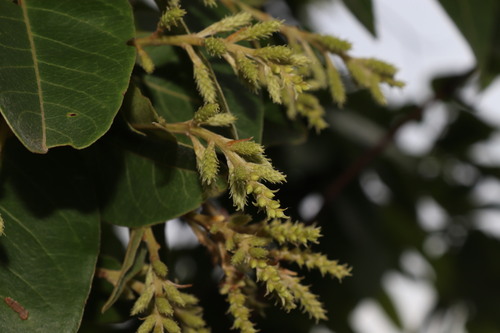 Terminalia paniculata, photograph 6