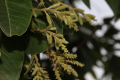 Terminalia paniculata, photograph (c) Vikas D Prasad, some rights reserved (CC BY-SA)
