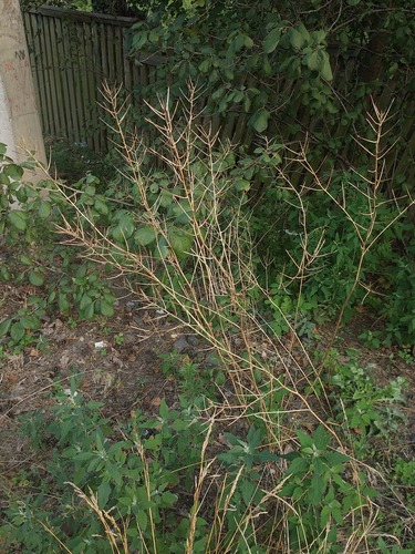 Vaistinė česnakūnė nuotrauka