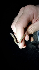 Tantilla hobartsmithi