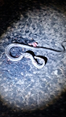 Pantherophis bairdi