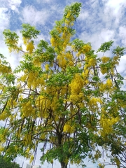 Cassia fistula