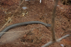 Pseudalsophis dorsalis