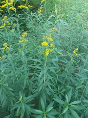 Solidago gigantea