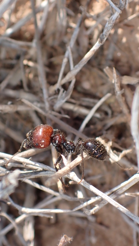 Barbary Harvester Ant, Murcia, Spain, photo 7 of 10