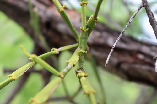 Image of Viscum articulatum by (c) Vikas D Prasad, some rights reserved (CC BY-SA)