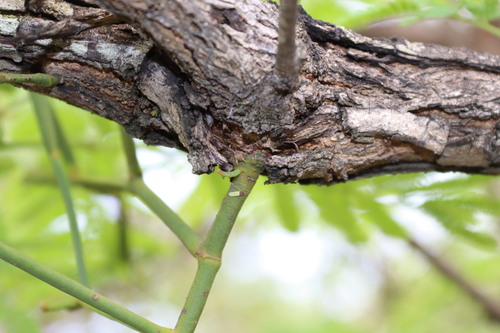 Image of Viscum articulatum by (c) Vikas D Prasad, some rights reserved (CC BY-SA)