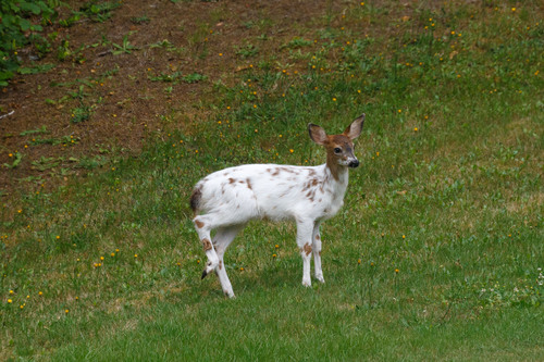 Columbian Black-tailed Deer photographed in Washington