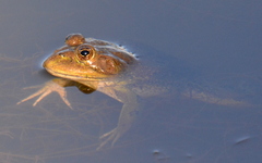 Lithobates montezumae