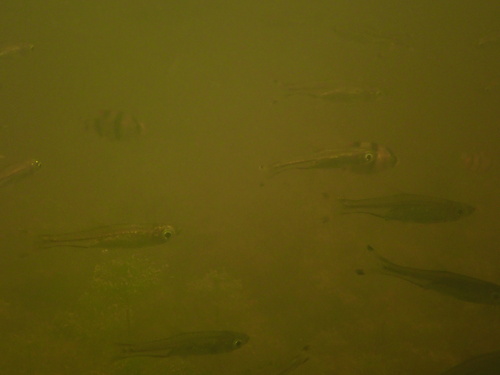 Five-banded tiger barb (Puntigrus partipentazona) — Cyprinidae