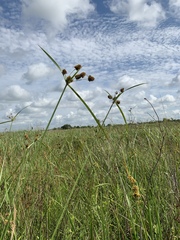 Cyperus cephalanthus