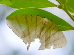 Urapteroides astheniata