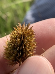 Cyperus cephalanthus