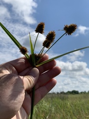 Cyperus cephalanthus